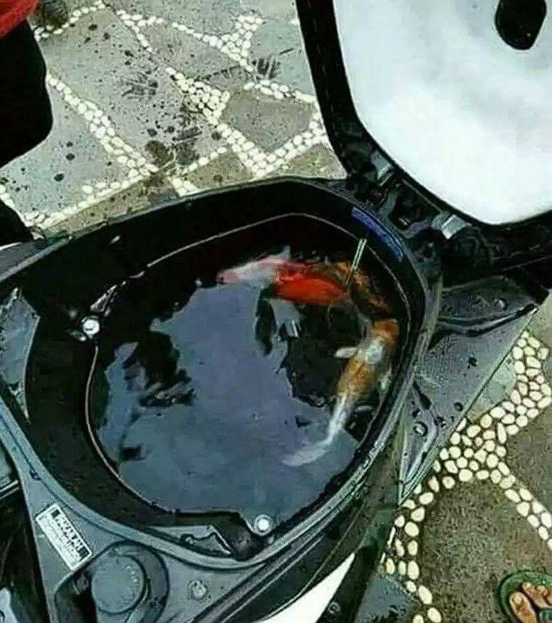 bapak-bapak hobi pelihara ikan (facebook.com/kementrianhumorindonesia)