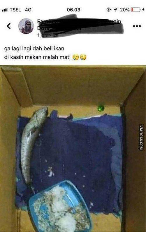 bapak-bapak hobi pelihara ikan (1cak.com)