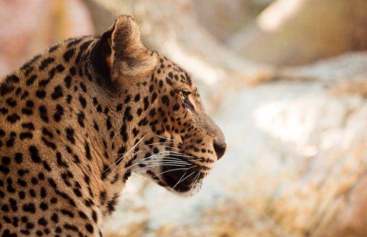 jaguar (freepik.com/freepik)