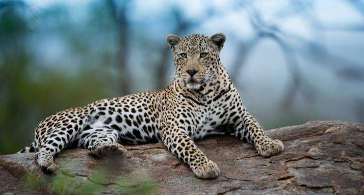 leopard (freepik.com/wirestock)