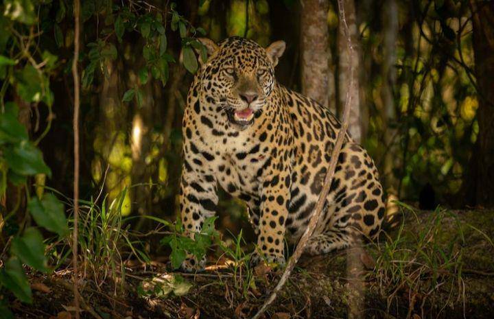 jaguar (freepik.com/vladimircech)