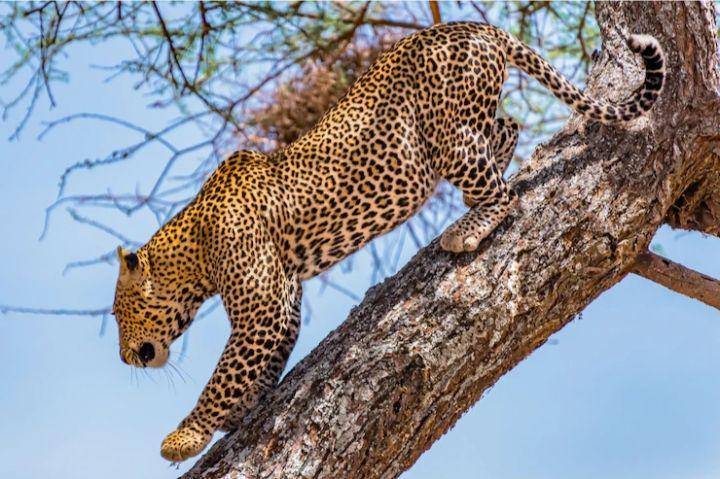 leopard memanjat pohon (freepik.com/wirestock)