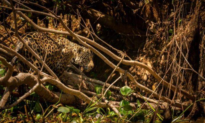 jaguar (freepik.com/vladimircech)