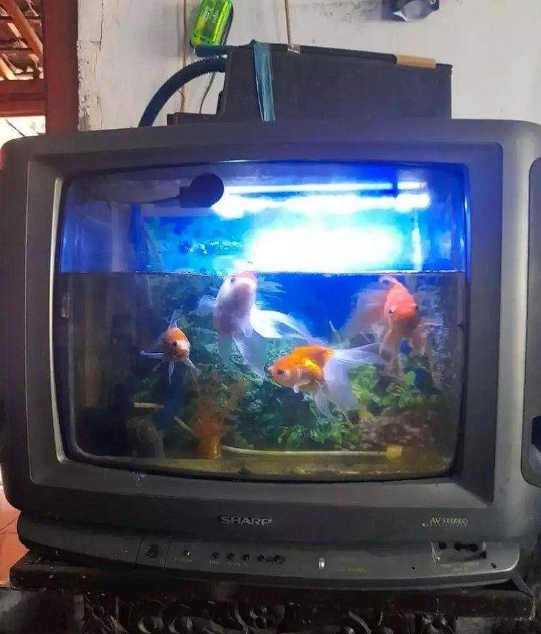 bapak-bapak hobi pelihara ikan (instagram.com/unconditionaldesign)