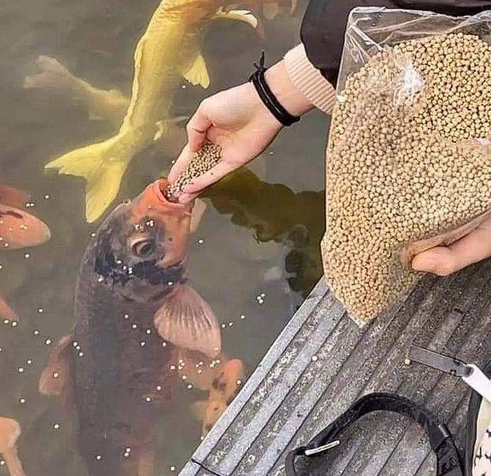 bapak-bapak hobi pelihara ikan (instagram.com/wkwkland_real)