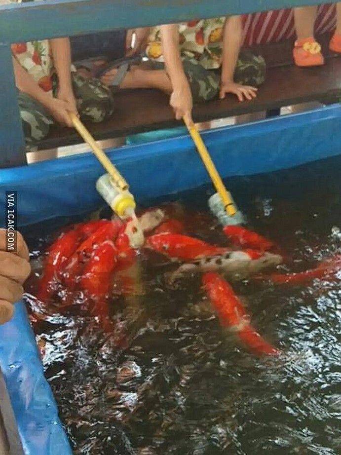 bapak-bapak hobi pelihara ikan (1cak.com)