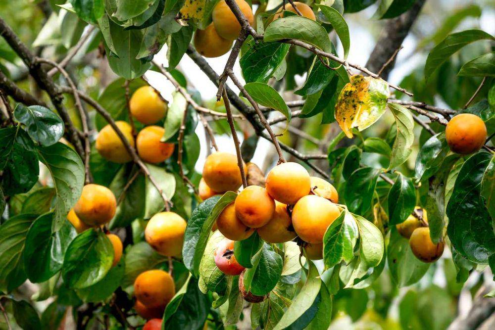 buah kesemek (pexels.com/Quang Nguyen Vinh)