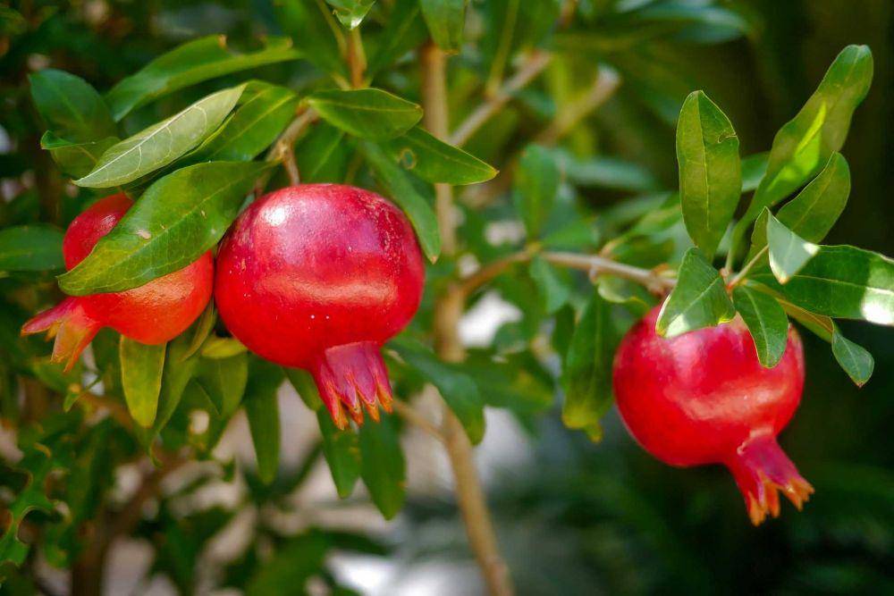 buah delima (pixabay.com/fietzfotos)