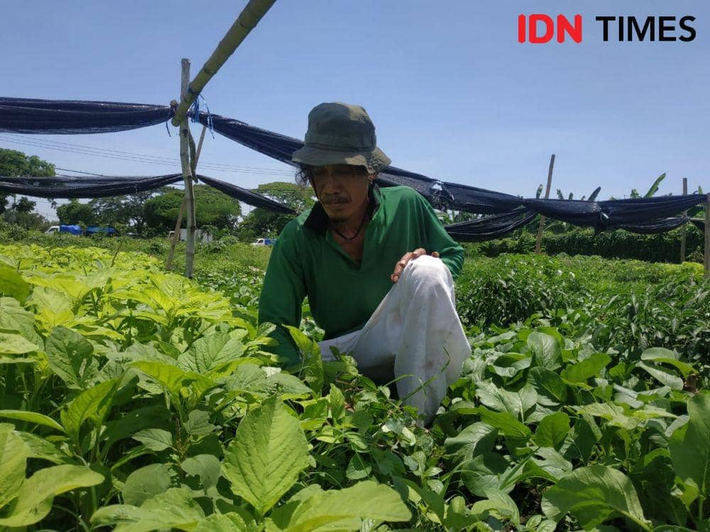 Mandiri Pangan dengan Lahan Tidur, Cerita Warga di Kaki Suramadu