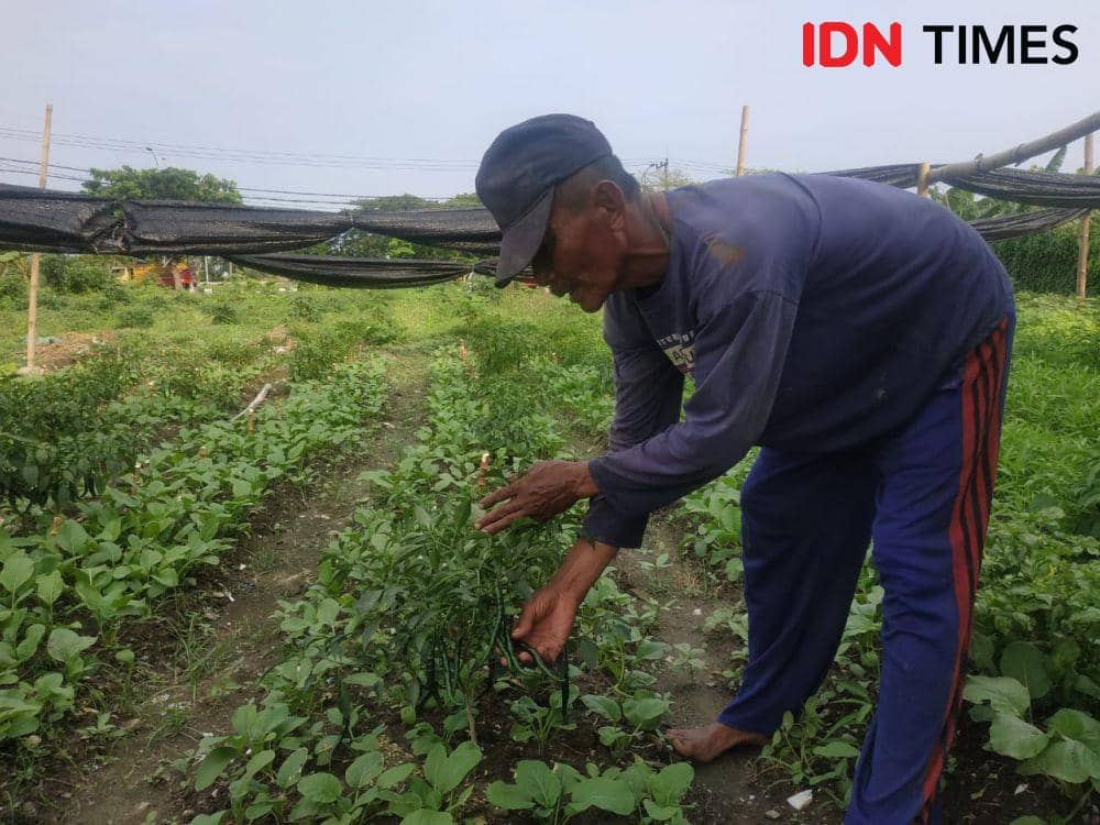 Suyono saat memanen tanaman miliknya. IDN Times/Khusnul Hasana