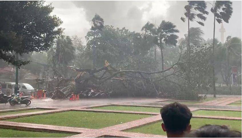 Pohon besar di halaman depan Gedung Balai Kota DKI Jakarta tumbang. Dua orang polisi menjadi korban akibat kejadian ini. (dok. IDN Times/Istimewa)