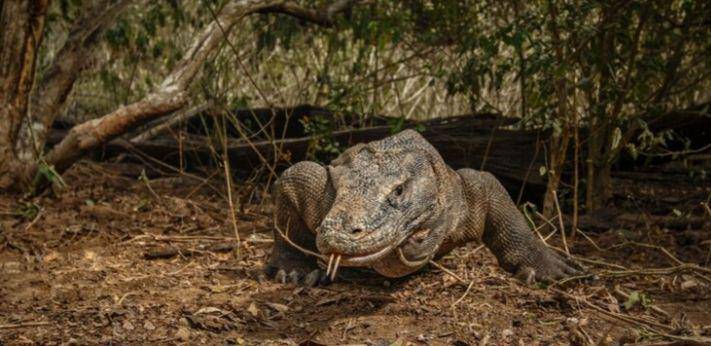 komodo (freepik.com/vladimircech)