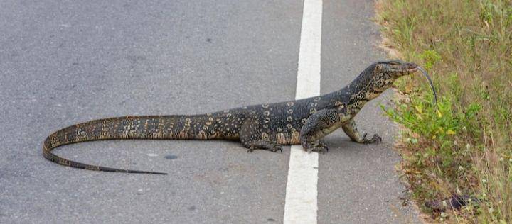 biawak (freepik.com/kamchatka)