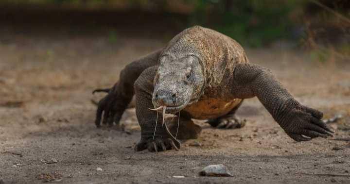 komodo (freepik.com/vladimircech)