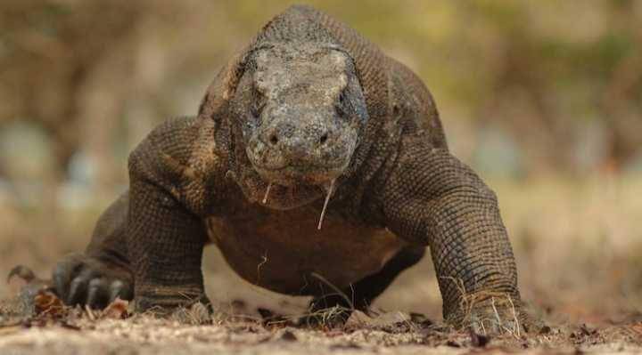 komodo (freepik.com/vladimircech)