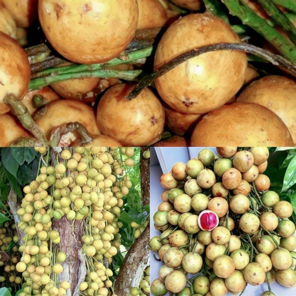 buah kepudung (instagram.com/stephen.Io0110)