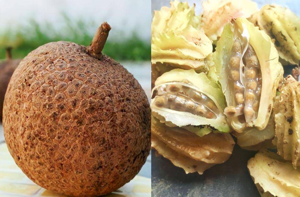 buah unik khas Lombok (instagram.com/dibalijani |instagram.com/rahmat4yayax)