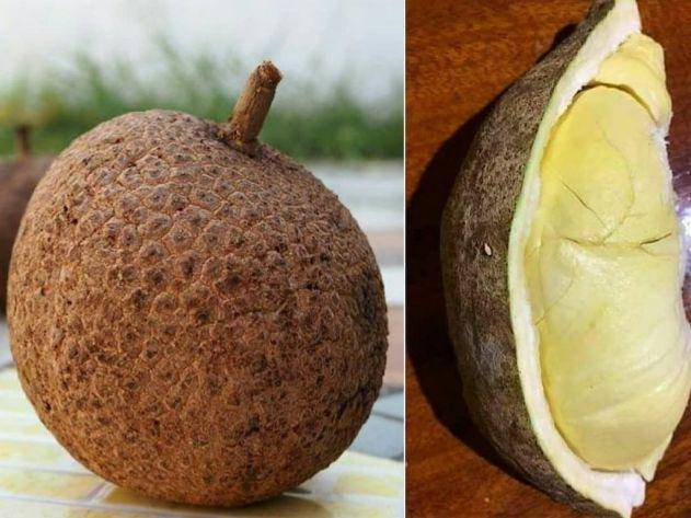 durian gundul (instagram.com/dibalijani)