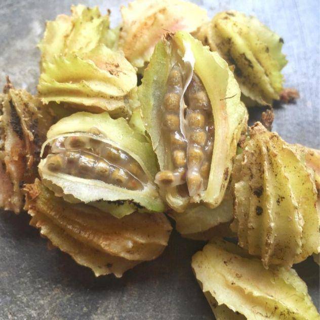 buah renggak (instagram.com/rahmat4yayax)