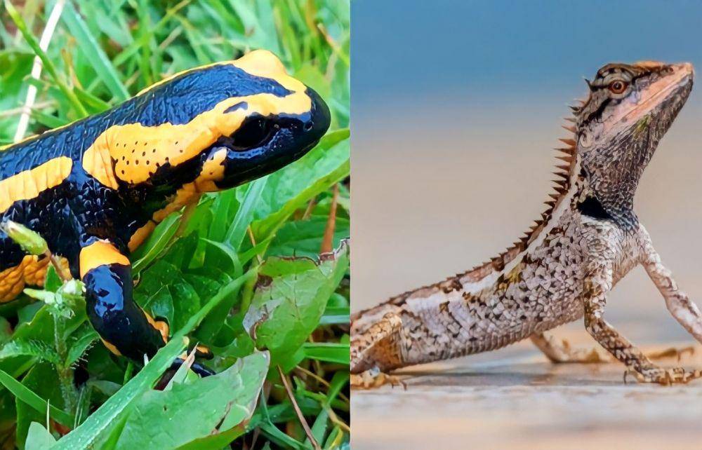 ilustrasi salamander (pexels.com/Erik Karits) | ilustrasi kadal (pixabay.com/Tawnyowl)