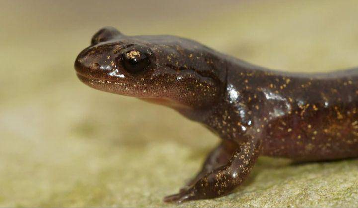 salamander (freepik.com/wirestock)