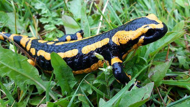salamander api (pixabay.com/Tawnyowl)