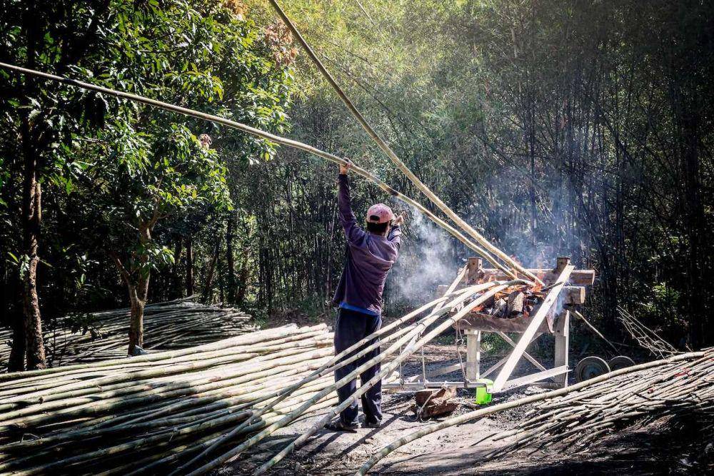 Ilustrasi pohon bambu (pexels.com/van-long-bui)