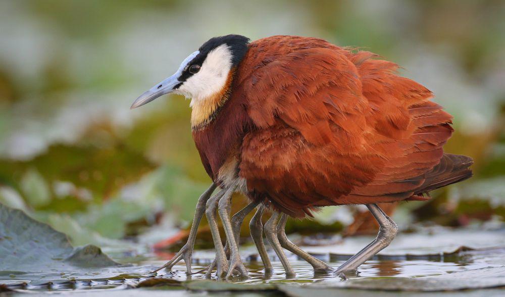 5 Fakta Unik Burung Jakana, Apakah Benar Memiliki Kaki Lebih dari Dua?