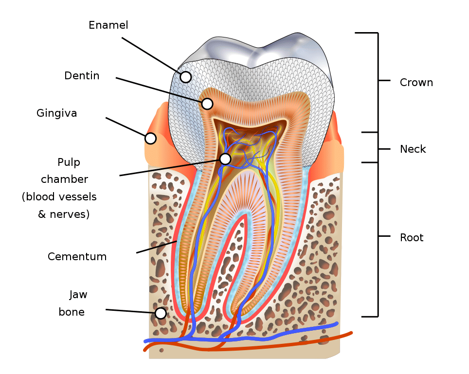 Diagram molar manusia yang sehat menunjukkan email, sementum, pulpa, dan dentin yang membentuk struktur, serta jaringan di sekitarnya. (commons.wikimedia.org/KDS4444)