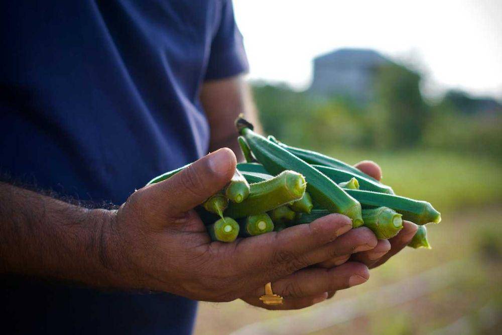 ilustrasi okra (pexels.com/prateek-nuti)