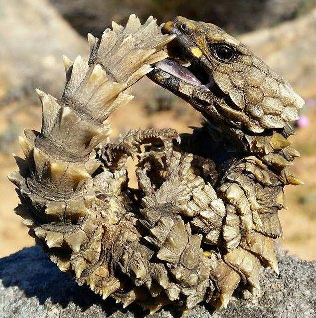 kadal armadillo dalam posisi defensif (commons.wikimedia.org/Handré Basson)