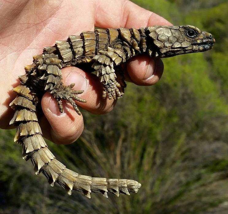 kadal armadillo di genggaman (commons.wikimedia.org/Handré Basson)