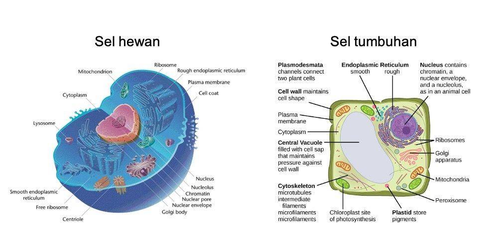 ilustrasi sel eukariotik (commons.wikimedia.org/Mediran | commons.wikimedia.org/CNX)