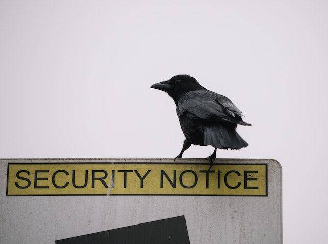 ilustrasi crow (pexels.com/Ellie Burgin)