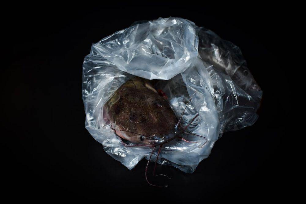 ilustrasi ikan lele (pexels.com/Orsys _tography)