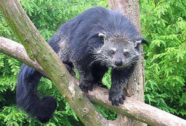 Binturong, satwa langka yang dilindungi oleh undang-undang. IDN Times/ istimewa