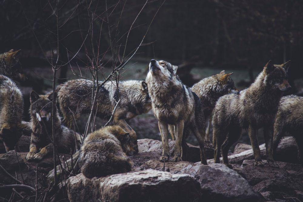 Selain cerdas, serigala merupakan predator kuat yang sering memangsa hewan bertubuh besar. (unsplash.com/Thomas Bonometti)