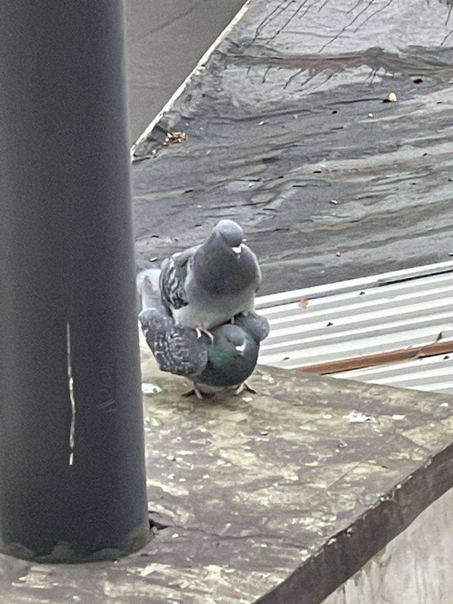 potret hal unik saat pulang aktivitas (reddit.com/user/Gnomophile)