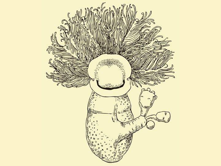 ilustrasi Cephalodiscus dodecalophus (commons.wikimedia.org/Luis Fernández García)