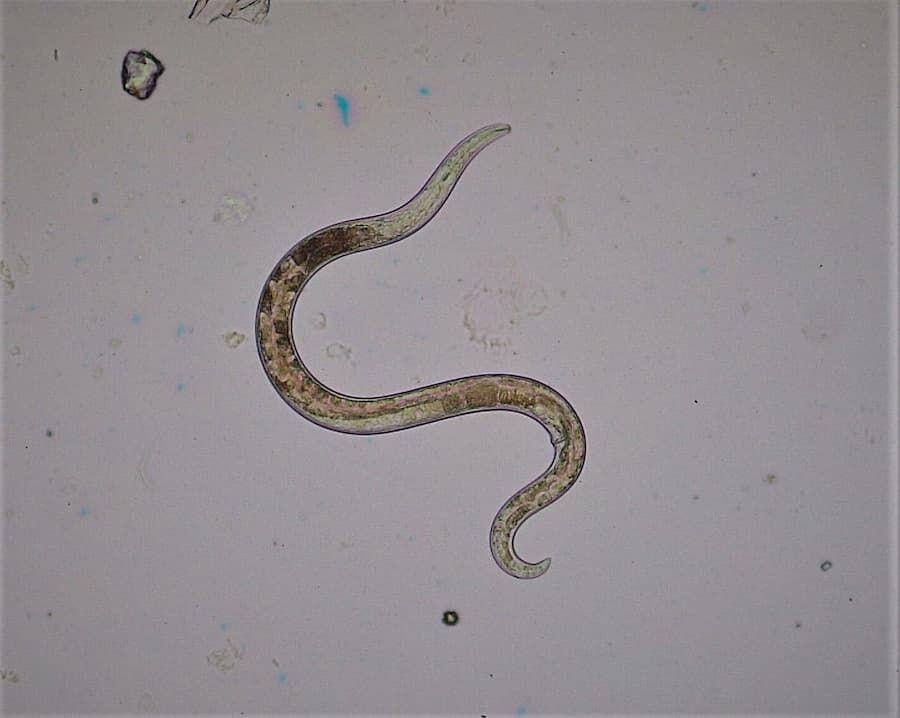 ilustrasi anggota filum nematoda (commons.wikimedia.org/Vyzhdova V)