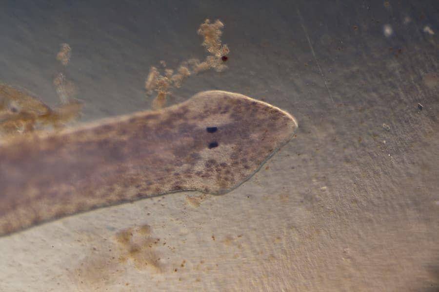 ilustrasi planaria (flickr.com/Steve Begin)