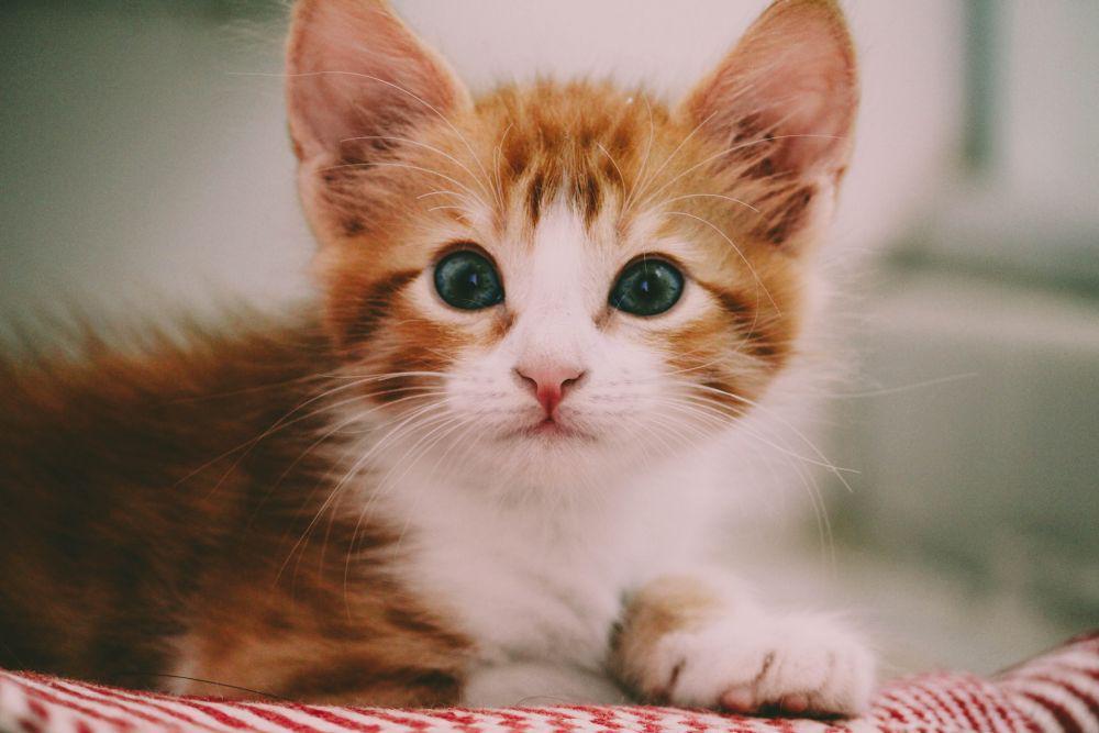 5 Manfaat Tes DNA Basepaws pada Kucing, Cek Kesehatan!