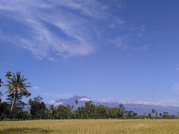 Wisata padi organik di Bondowoso/Instagram.com @wisataorganiklombokkulon