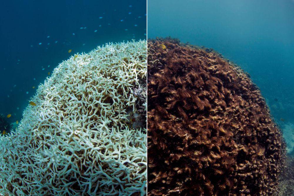 Gambaran sebelum dan sesudah terjadinya pemutihan pada karang (theoceanagency.org)