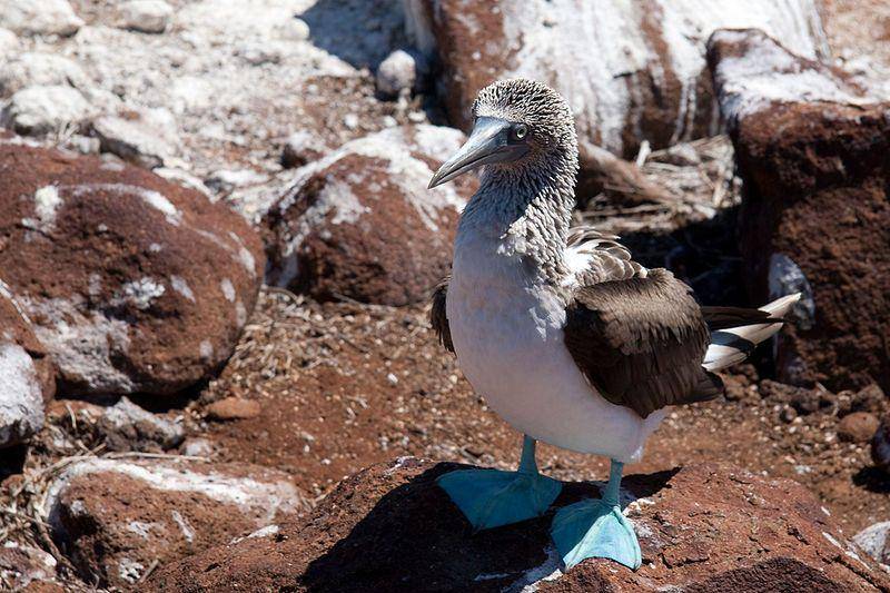 angsa-batu kaki biru di Kepulauan Galapagos (commons.wikimedia.org/Maros M r a z)
