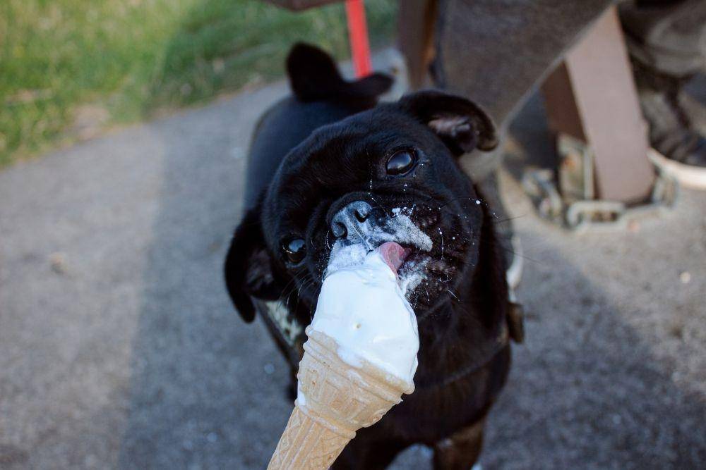 ilustrasi anjing makan es krim (unsplash.com/Callum Blacoe)