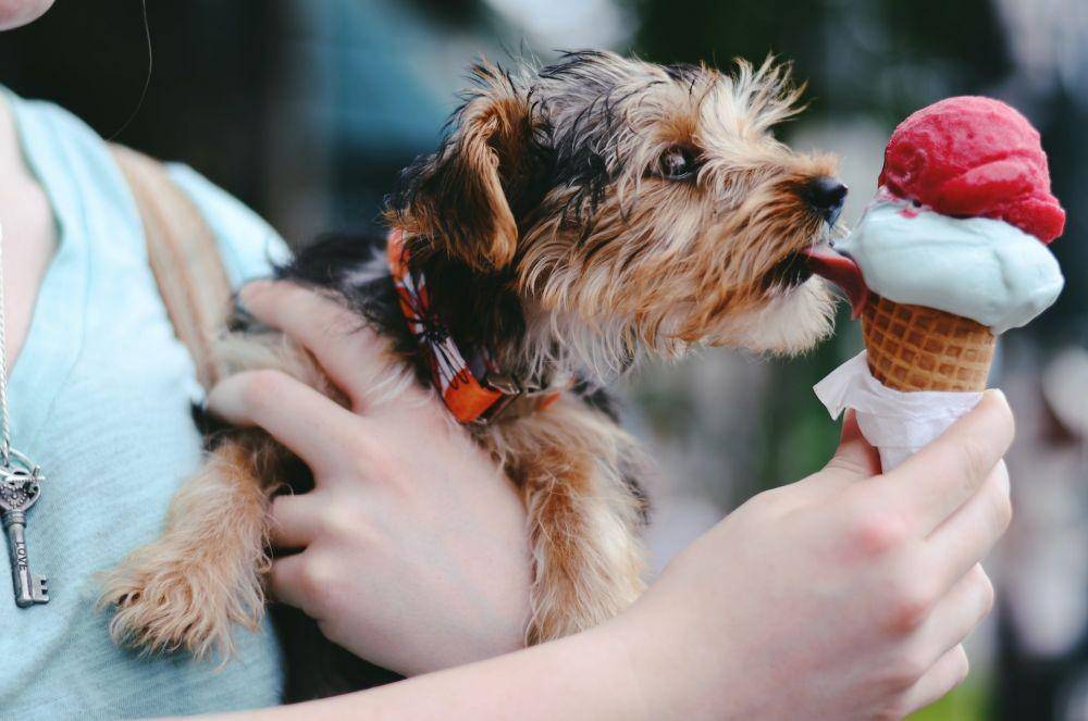 ilustrasi anjing makan es krim (unsplash.com/Christian Bowen)