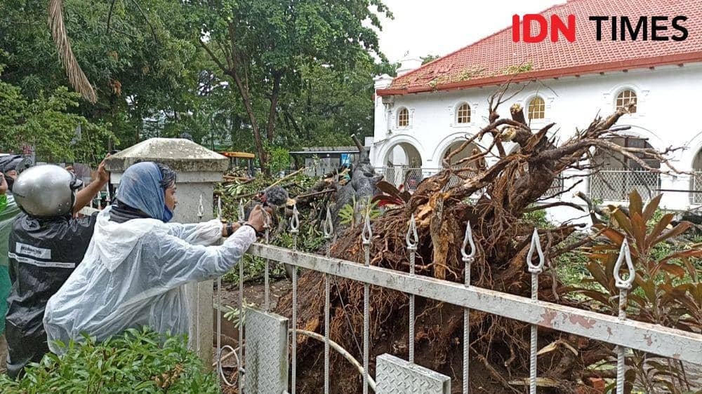Hujan-Angin Kencang, Dua Orang di PN Makassar Tertimpa Pohon Tumbang