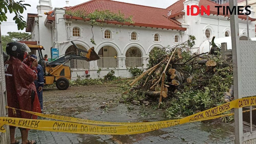 Pohon tua sekitar 30 meter tumbang di halaman PN Makassar. (Dahrul Amri/IDN Times Sulsel)