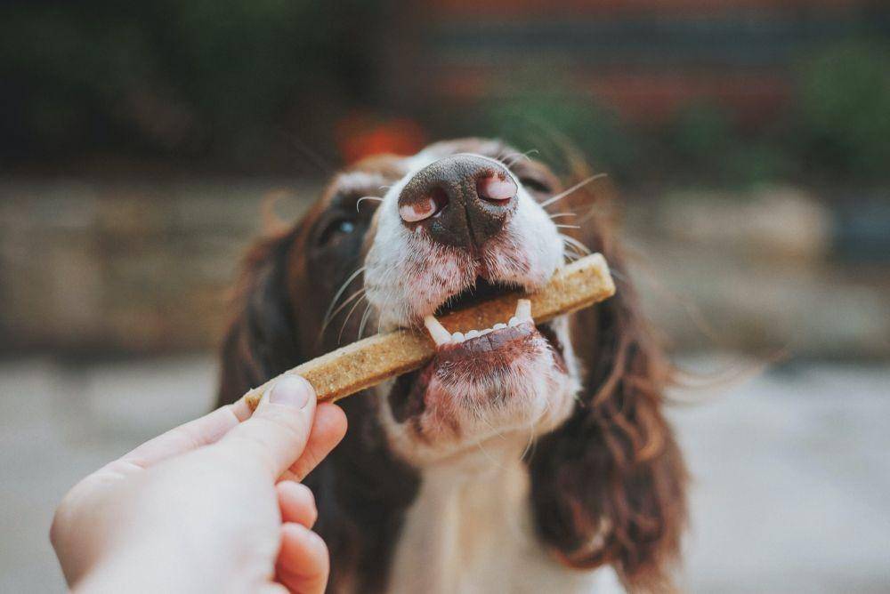 ilustrasi makanan anjing (unsplash.com/James Lacy)